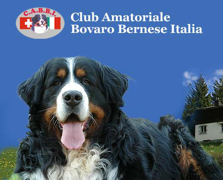 Sfilata di esemplari di Bovaro del Bernese