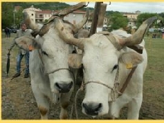 Immagine testata