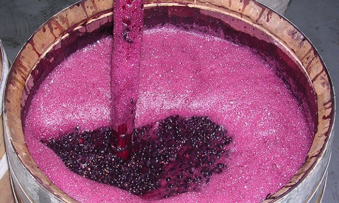 Corso base di viticoltura ed enologia