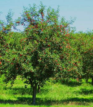 IL FRUTTETO FAMIGLIARE