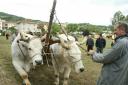 Fiera_agricola_2015_020.jpg
